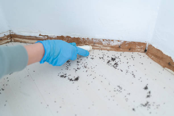 Best Best Pest Control Companies  in Olivet, TN